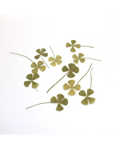 DÖRT YAPRAKLI SONBAHAR YONCA - KURUTULMUŞ ŞANS ÇİÇEĞİ