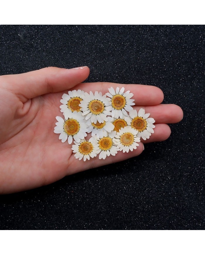 5 Adet -Kurutulmuş Papatya - Beyaz Tonları