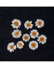 5 Adet -Kurutulmuş Papatya - Beyaz Tonları