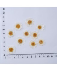 5 Adet -Kurutulmuş Papatya - Beyaz Tonları