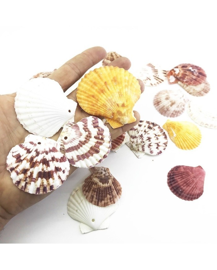 Deniz Kabuğu 5 Adetli Karışık Paket