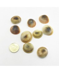 Deniz Kabuğu Ürünü Ortadan Delik 25gr paket