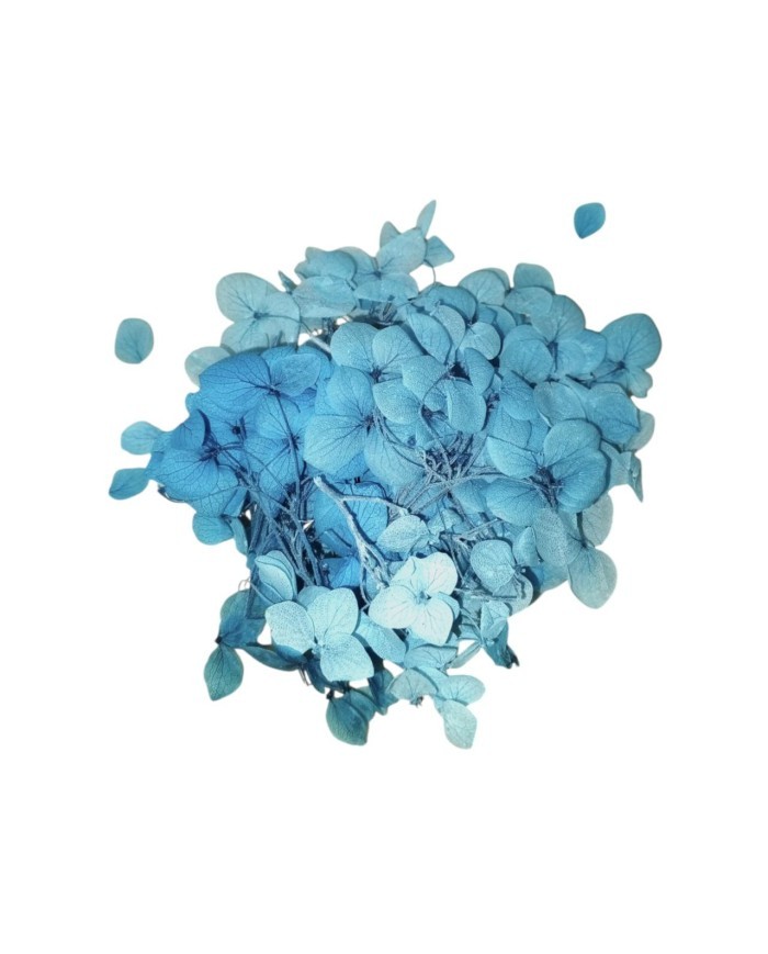 Japon Ortanca Çiçeği - Mavi