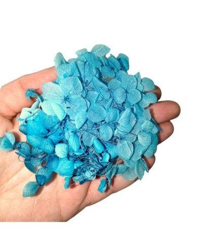 Japon Ortanca Çiçeği - Mavi