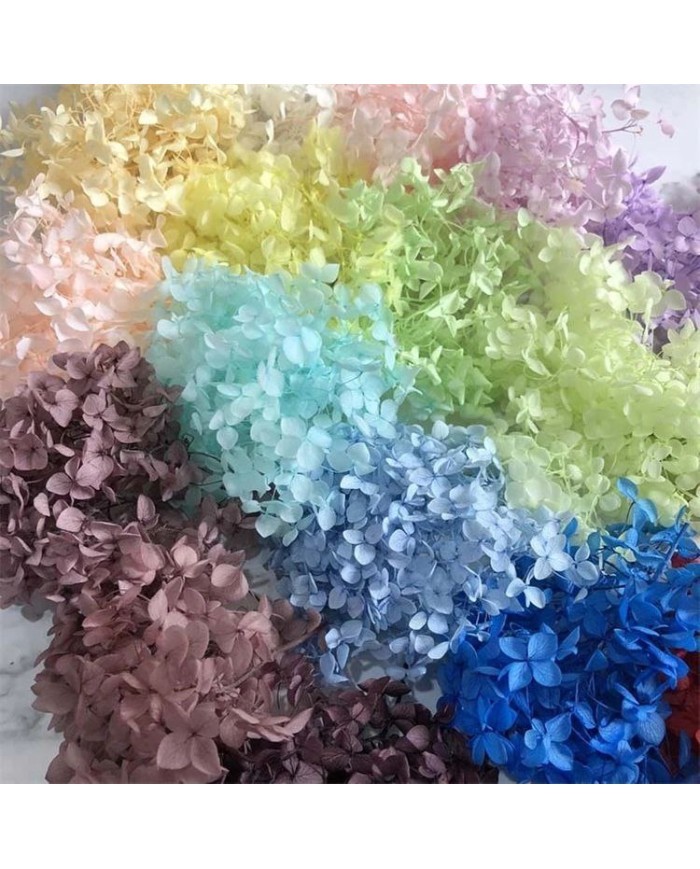 Japon Ortanca Çiçeği - Mavi