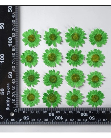 Kurutulmuş Papatya - Çimen Yeşili 10 Adet