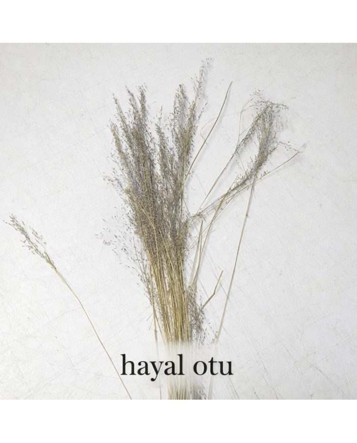 Hayal Otu
