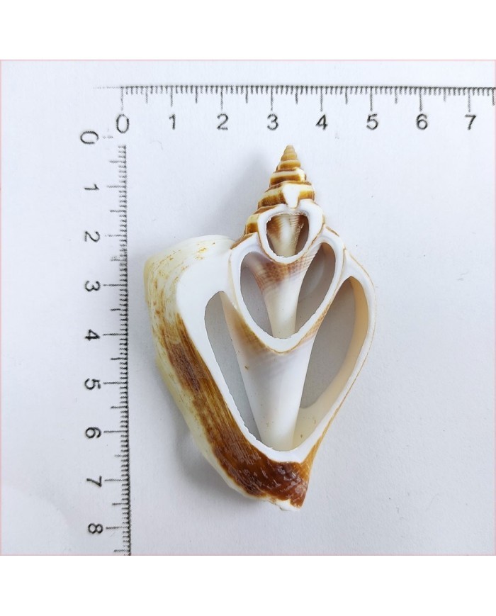 Strombus Aurısdıane Deniz Kabuğu