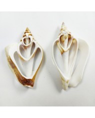 Strombus Aurısdıane Deniz Kabuğu