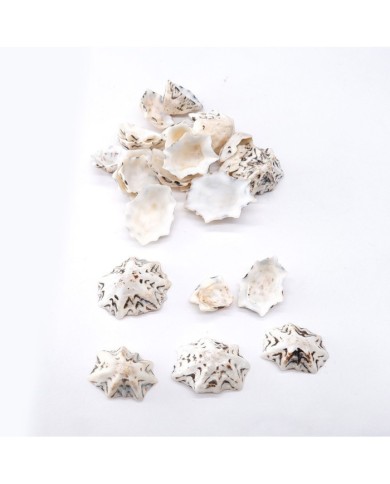 Deniz Kabuğu - Star Limpet - 25 gr