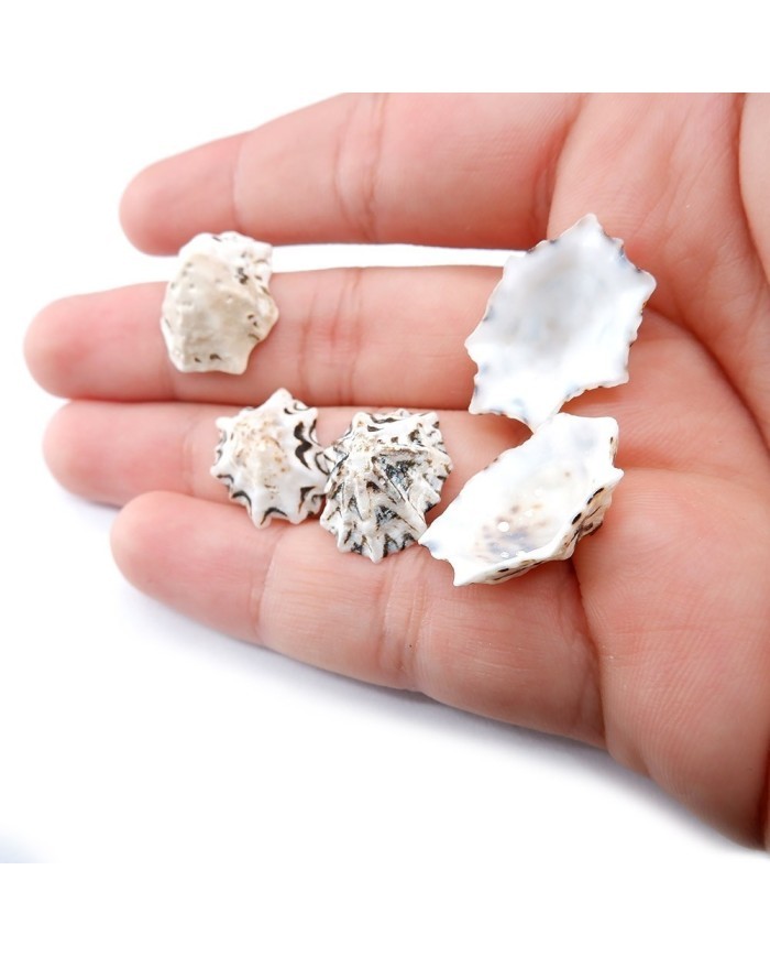 Deniz Kabuğu - Star Limpet - 25 gr