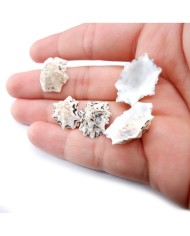 Deniz Kabuğu - Star Limpet - 25 gr