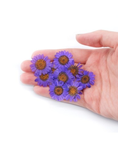 Kurutulmuş Papatya - Mor 10 Adet