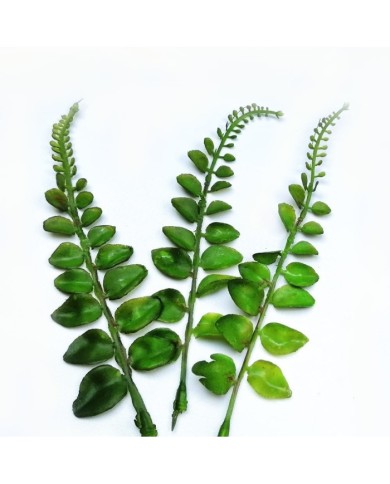 Yapay Yaprak Gerçek Görünümlü