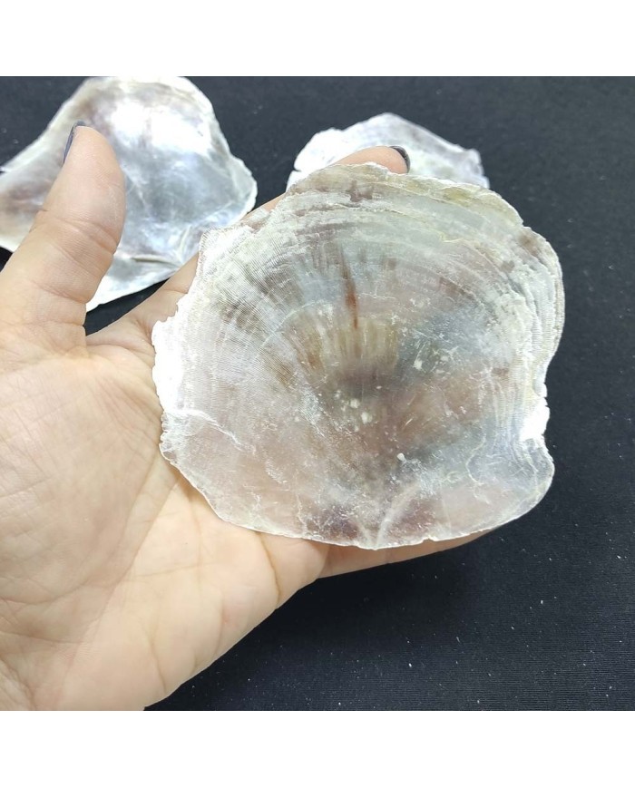 Doğal İnce Deniz Kabuğu - 1 ADET