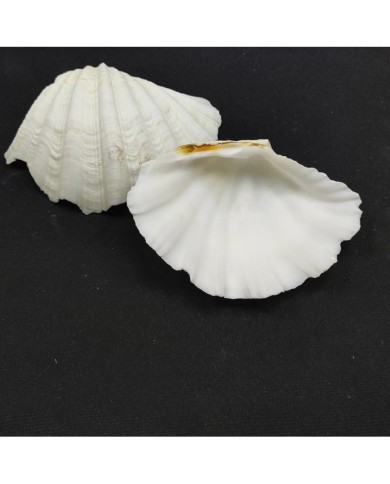 Beyaz Midye Kabuğu 1 Adet