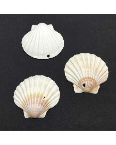 Deniz Kabuğu - 1 adet