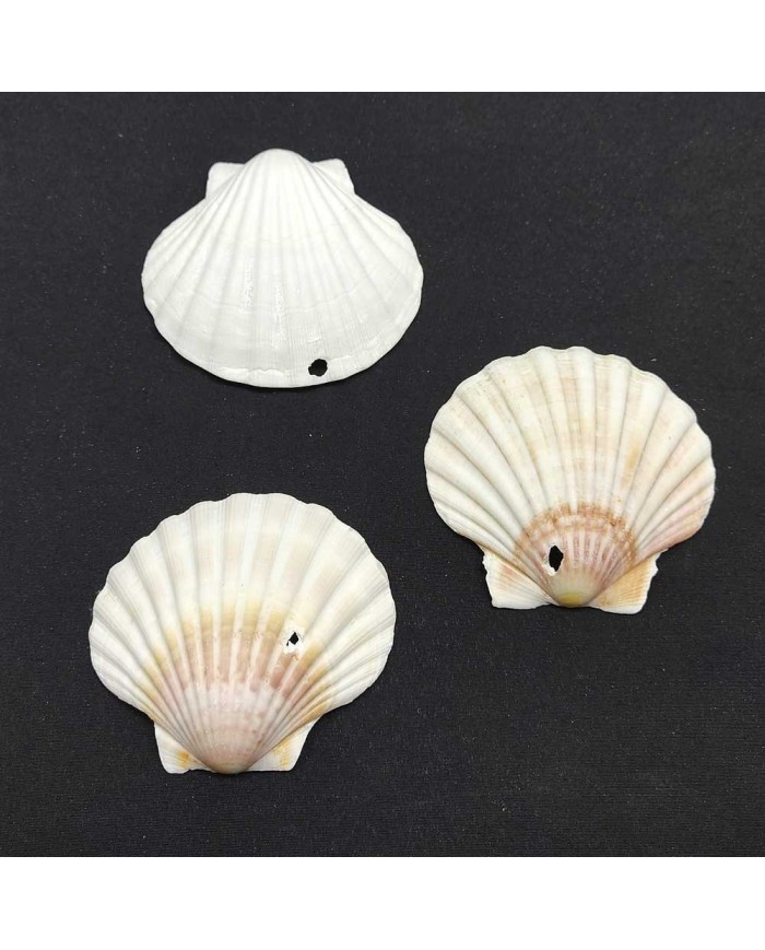 Deniz Kabuğu - 1 adet
