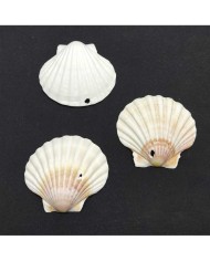 Deniz Kabuğu - 1 adet