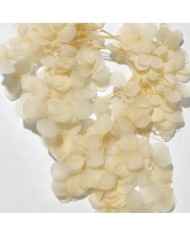 Japon Ortanca Çiçeği - Krem