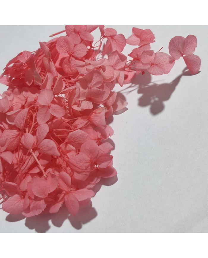 Japon Ortanca Çiçeği - Koyu Somon