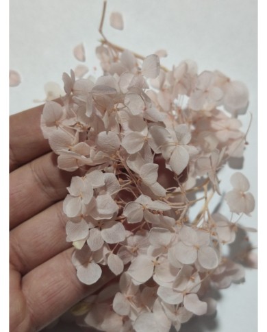 Japon Ortanca Çiçeği  - Açık Pudra