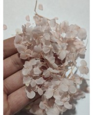 Japon Ortanca Çiçeği  - Açık Pudra