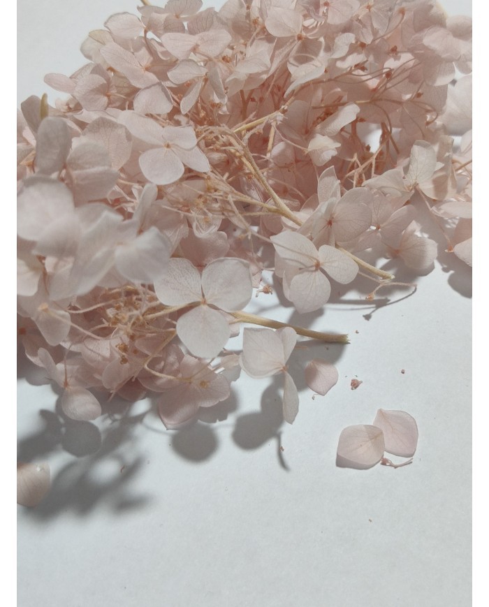 Japon Ortanca Çiçeği  - Açık Pudra