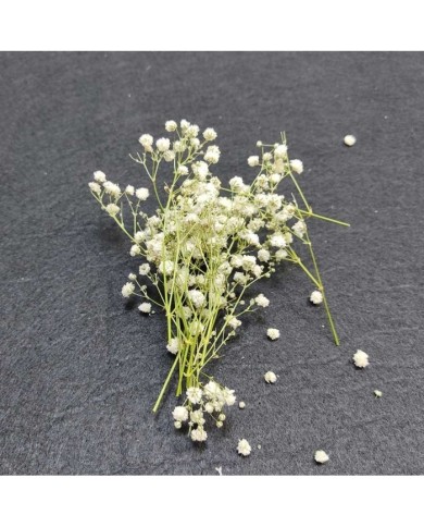 Şoklanmış Pıtırcık Kuru Çiçekler - Mini demet Şoklanmış Pıtırcık Kuru Çiçekler - Mini demet