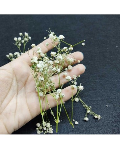 Şoklanmış Pıtırcık Kuru Çiçekler - Mini demet Şoklanmış Pıtırcık Kuru Çiçekler - Mini demet