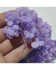 Japon Ortanca Çiçeği - Mor