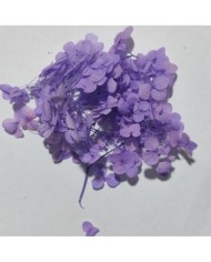 Japon Ortanca Çiçeği - Mor