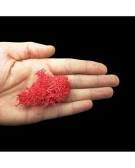 Kurutulmuş Yosun Kırmızı - 5 gr