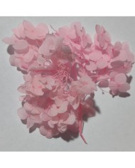 Japon Ortanca Çiçeği- Somon-