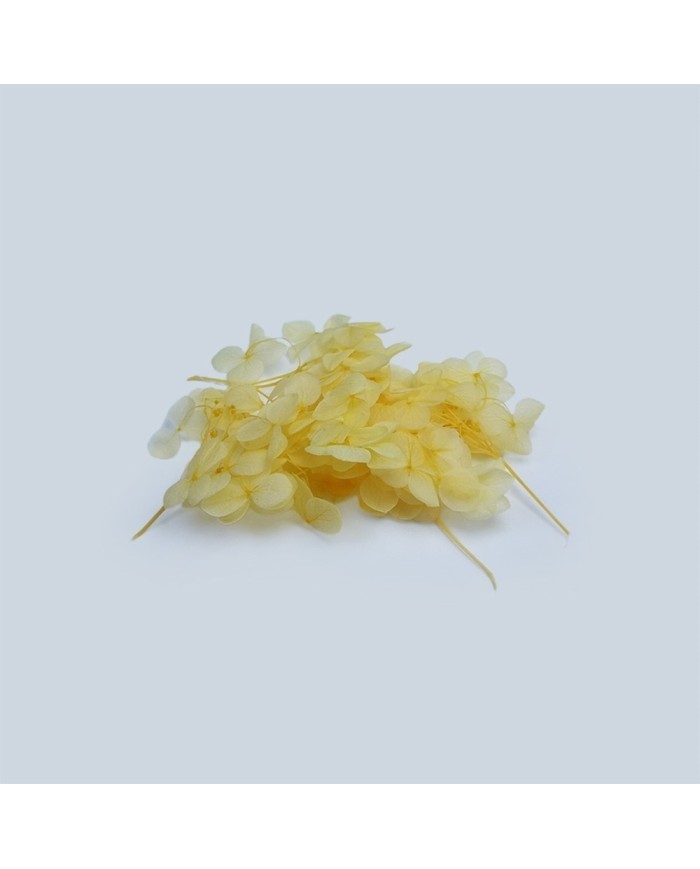 Japon Ortanca Çiçeği  - Sarı