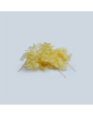 Japon Ortanca Çiçeği  - Sarı