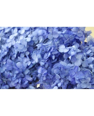 Japon Ortanca Çiçeği - Mor