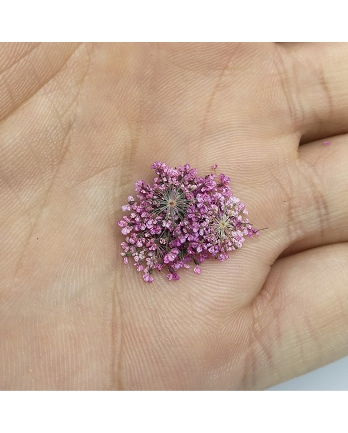 Sultan Otu - Kurutulmuş Çiçek - Açık Mor - 10 adet