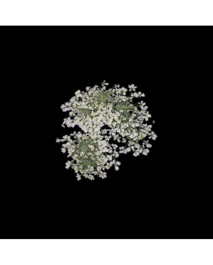 Sultan Otu - Kurutulmuş Çiçek - Beyaz - 10 adet