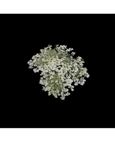 Sultan Otu - Kurutulmuş Çiçek - Beyaz - 10 adet