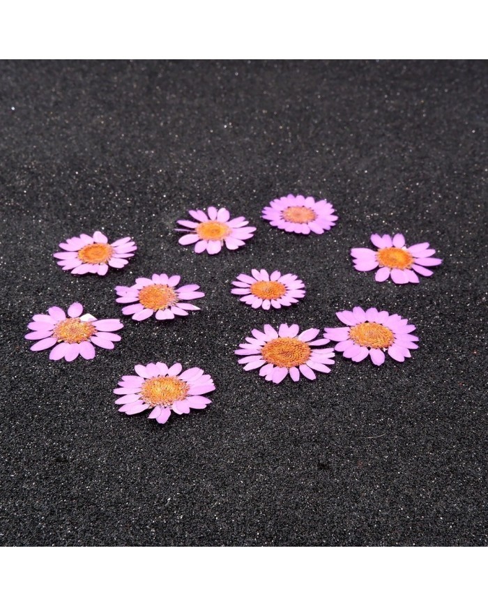 Kurutulmuş Papatya - Pembe 10 Adet