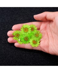 Kurutulmuş Papatya - Fıstık Yeşil 10 adet