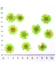 Kurutulmuş Papatya - Fıstık Yeşil 10 adet