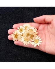 Kurutulmuş Papatya - Krem 10 Adet