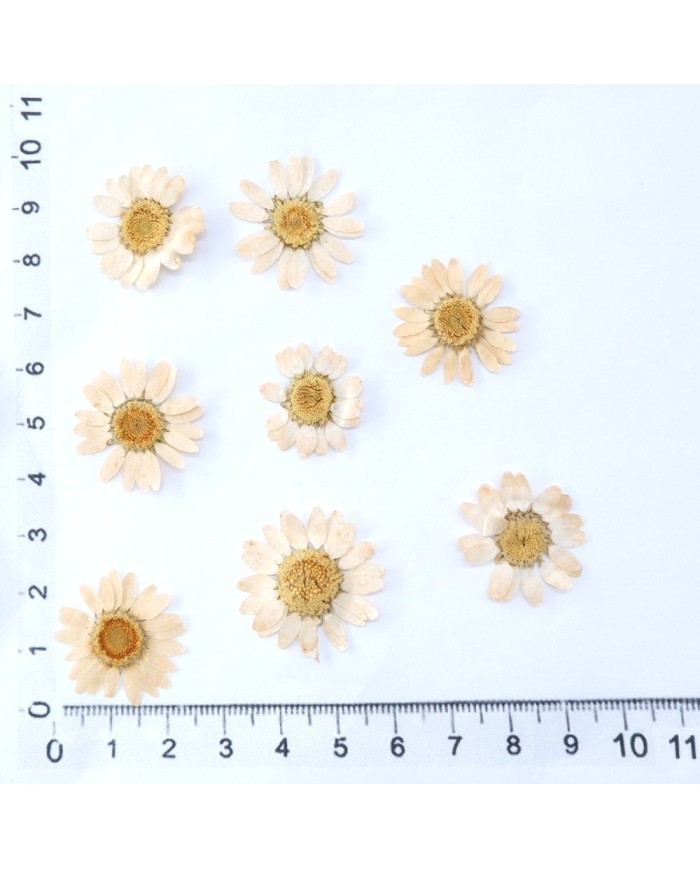 Kurutulmuş Papatya - Krem 10 Adet