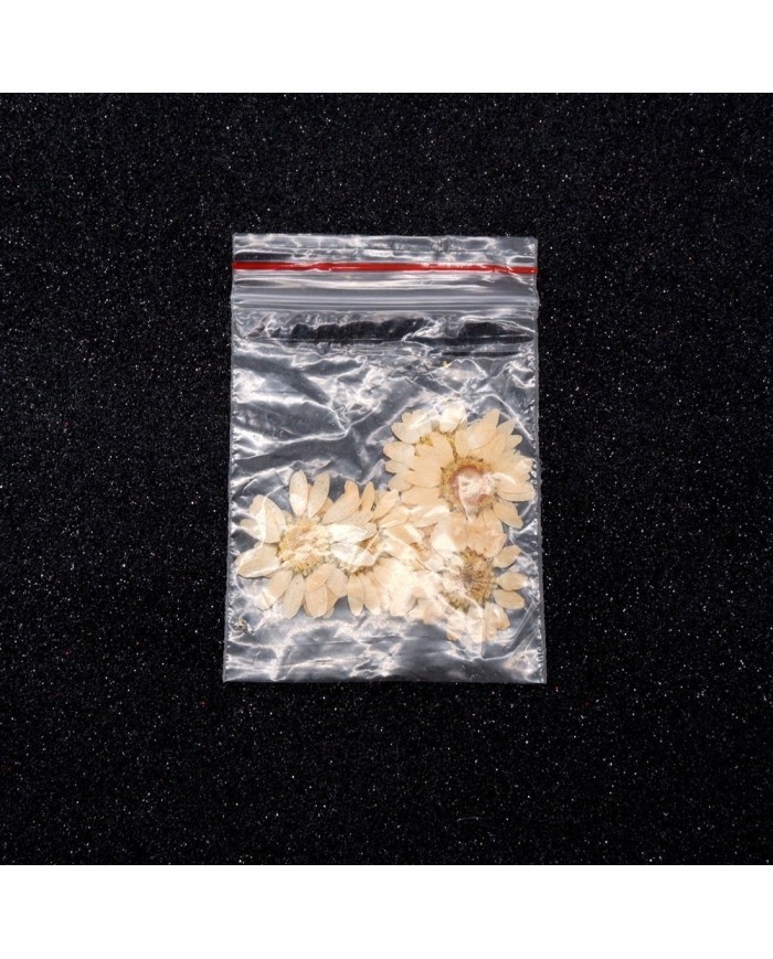 Kurutulmuş Papatya - Krem 10 Adet