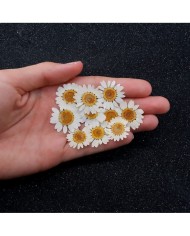 10 Adet -Kurutulmuş Papatya - Beyaz Tonları 10 Adet