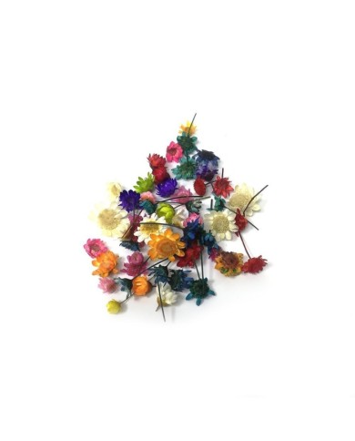 Mini Kurutulmuş Çiçekler - Mix