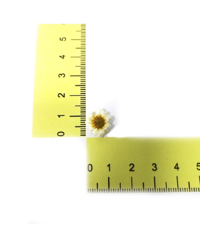 Mini Kurutulmuş Çiçekler - Mix