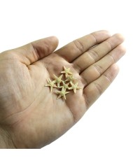 Doğal Deniz Yıldızı - Küçük Boy